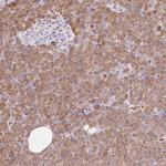 Carboxypeptidase B1 Antibody in Immunohistochemistry (Paraffin) (IHC (P))