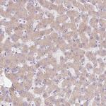 Complement C4a Antibody in Immunohistochemistry (Paraffin) (IHC (P))