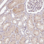 Complement C4a Antibody in Immunohistochemistry (Paraffin) (IHC (P))
