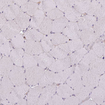 Complement C4a Antibody in Immunohistochemistry (Paraffin) (IHC (P))