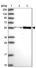 PDK3 Antibody in Western Blot (WB)