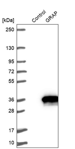 GRAP Antibody in Western Blot (WB)