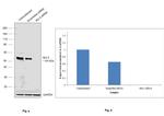 Bcl-3 Antibody in Western Blot (WB)