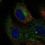 CLEC14A Antibody in Immunocytochemistry (ICC/IF)
