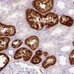 Lysozyme Antibody in Immunohistochemistry (Paraffin) (IHC (P))