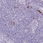 Lysozyme Antibody in Immunohistochemistry (Paraffin) (IHC (P))