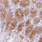 Lysozyme Antibody in Immunohistochemistry (Paraffin) (IHC (P))
