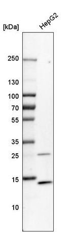 Lysozyme Antibody in Western Blot (WB)