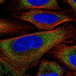 ZER1 Polyclonal Antibody