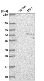 ZER1 Antibody in Western Blot (WB)