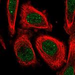 Lsm10 Polyclonal Antibody