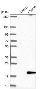 Lsm10 Antibody in Western Blot (WB)