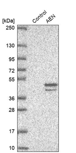 Apoptosis-Enhancing Nuclease Antibody in Western Blot (WB)