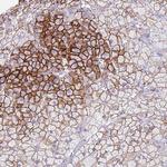 ELOA2 Polyclonal Antibody