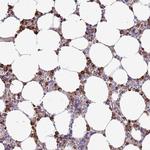 P2Y13 Antibody in Immunohistochemistry (Paraffin) (IHC (P))