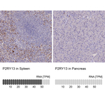 P2Y13 Polyclonal Antibody