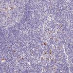 P2Y13 Antibody in Immunohistochemistry (Paraffin) (IHC (P))