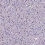 P2Y13 Antibody in Immunohistochemistry (Paraffin) (IHC (P))