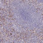 P2Y13 Antibody in Immunohistochemistry (Paraffin) (IHC (P))