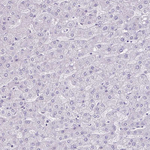 GLP2R Antibody in Immunohistochemistry (Paraffin) (IHC (P))