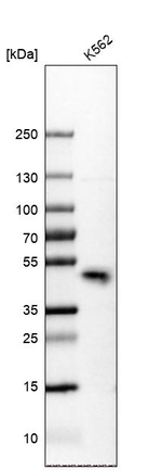 KLF3 Antibody in Western Blot (WB)