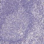 Apolipoprotein B Antibody in Immunohistochemistry (Paraffin) (IHC (P))