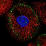 LMO7 Polyclonal Antibody