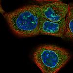 CASC3 Polyclonal Antibody