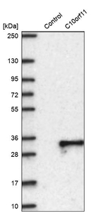 C10orf11 Antibody in Western Blot (WB)
