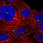 UXT Antibody in Immunocytochemistry (ICC/IF)