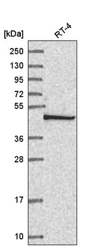 COPS3 Antibody in Western Blot (WB)