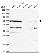 EEF1D Antibody in Western Blot (WB)