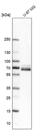 Paxillin Antibody in Western Blot (WB)