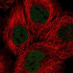 SOX13 Polyclonal Antibody