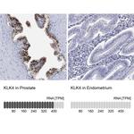 Kallikrein 4 Polyclonal Antibody