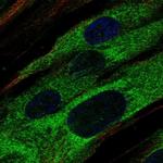 ABCA9 Antibody in Immunocytochemistry (ICC/IF)