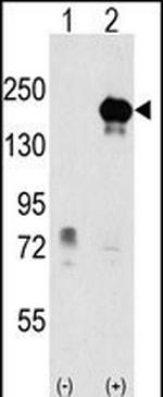 EHMT1 Polyclonal Antibody