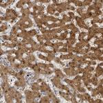 PSMB7 Antibody in Immunohistochemistry (Paraffin) (IHC (P))