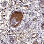 Afamin Antibody in Immunohistochemistry (Paraffin) (IHC (P))