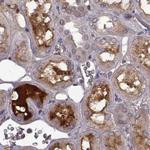 Afamin Antibody in Immunohistochemistry (Paraffin) (IHC (P))