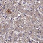 Afamin Antibody in Immunohistochemistry (Paraffin) (IHC (P))