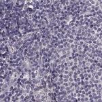 Afamin Antibody in Immunohistochemistry (Paraffin) (IHC (P))