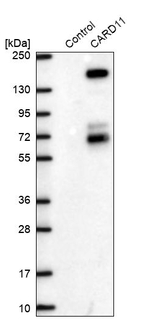 CARD11 Antibody in Western Blot (WB)