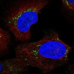 MD-2 Polyclonal Antibody