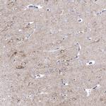 Prodynorphin Antibody in Immunohistochemistry (Paraffin) (IHC (P))