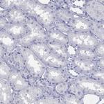 Prodynorphin Antibody in Immunohistochemistry (Paraffin) (IHC (P))