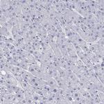 Prodynorphin Antibody in Immunohistochemistry (Paraffin) (IHC (P))
