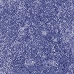Prodynorphin Antibody in Immunohistochemistry (Paraffin) (IHC (P))