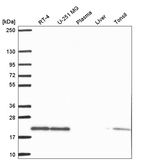 SKP1 Antibody in Western Blot (WB)