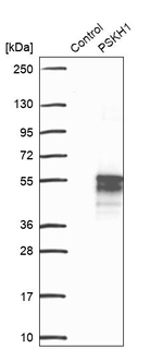 PSKH1 Antibody in Western Blot (WB)